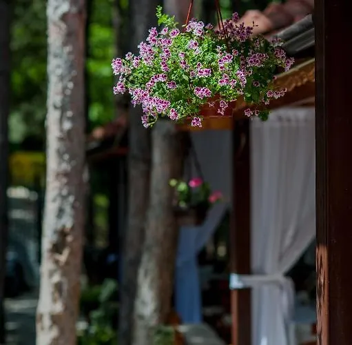 Hotel Park Bachinovo